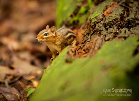 Bays Mountain Chipmunk