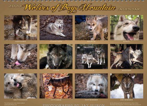 2020 Wolf Calendar (back)